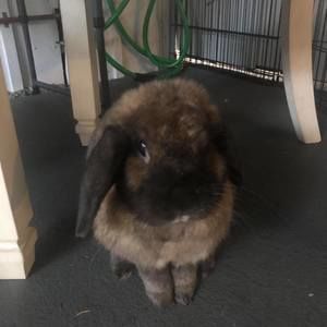 Meet your Posher, Kaliko